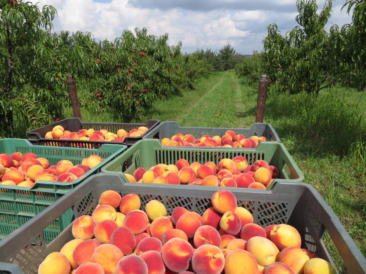 Agroturystyka Agnieszki Murszewskiej Sandomierz Exteriör bild